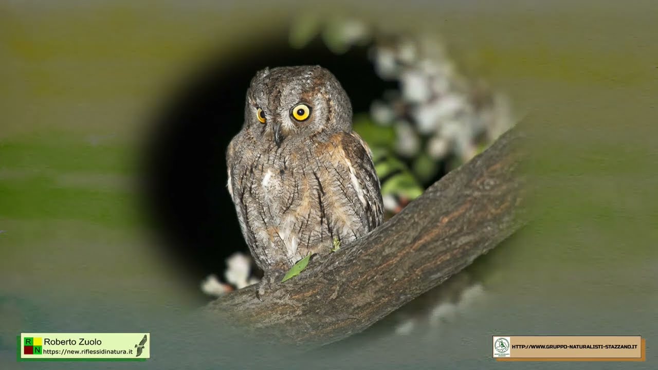 Progetto nidificazioni - Otus scops - Nido artificiale per assiolo