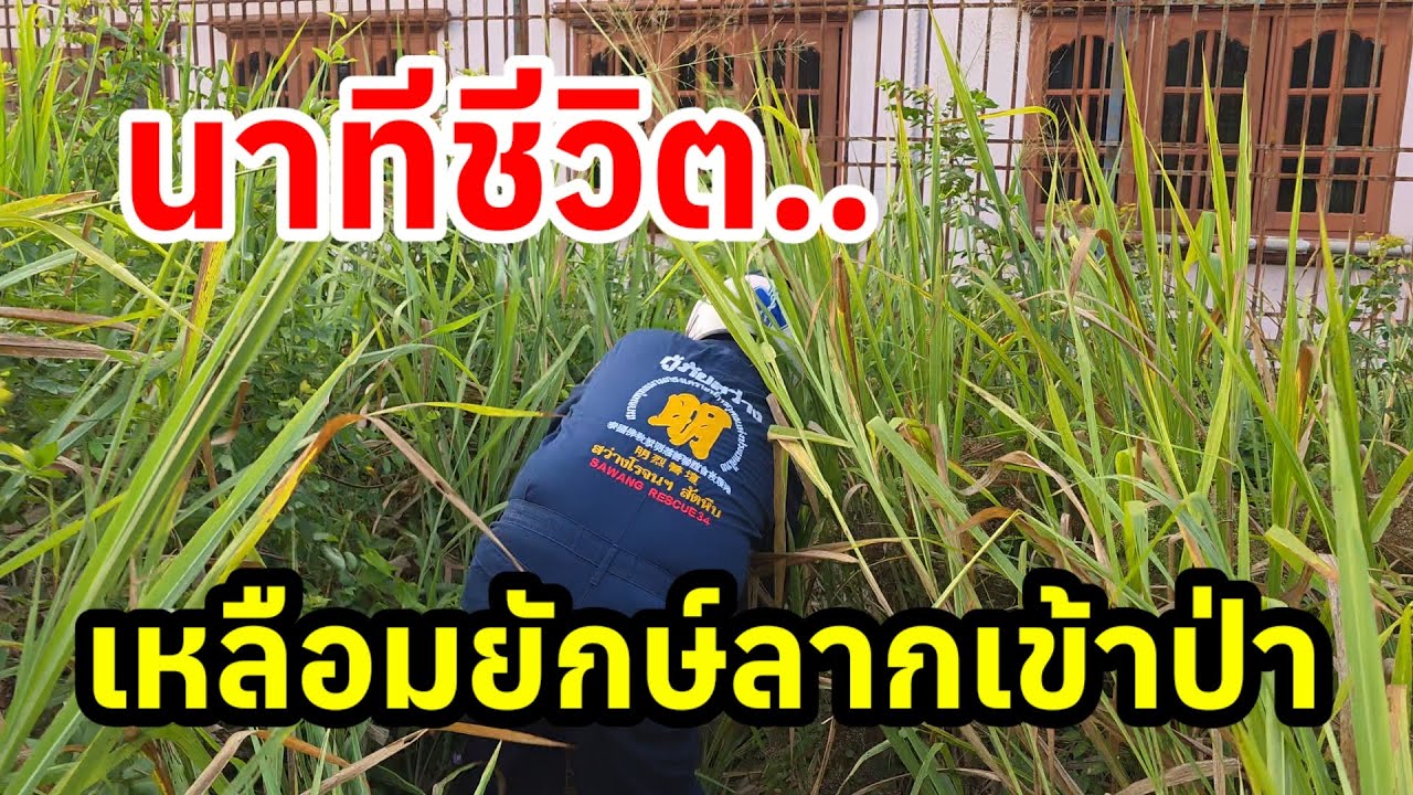 กู้ภัยบุกป่าช่วยชีวิตเหยื่อเหลือมยักษ์ 