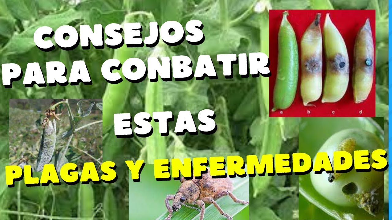 plagas y enfermedades mas comunes en las ALVERJAS(ARVEJA)///como mantenerlas a RAYA