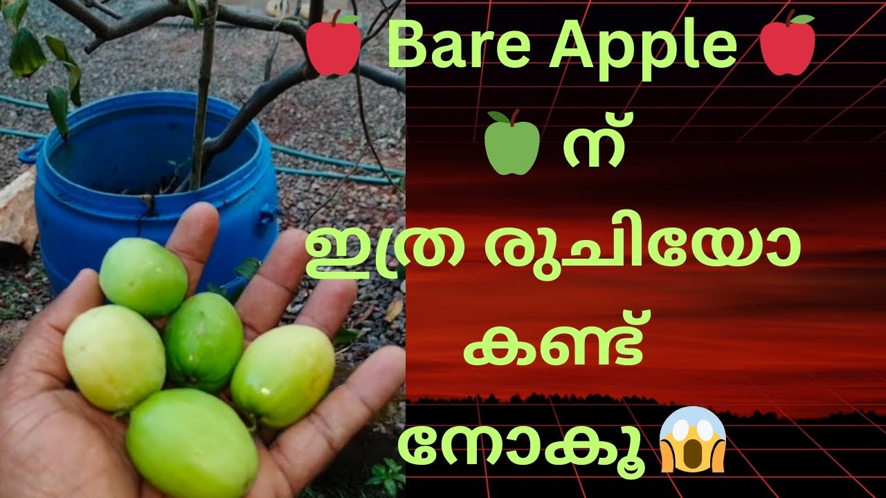 ഡ്രമ്മിൽ🛢️ സെറ്റ് ചെയ്ത Bare 🍏 Apple 🍏 ഇങ്ങനെ കായ്ക്കുമോ 😱