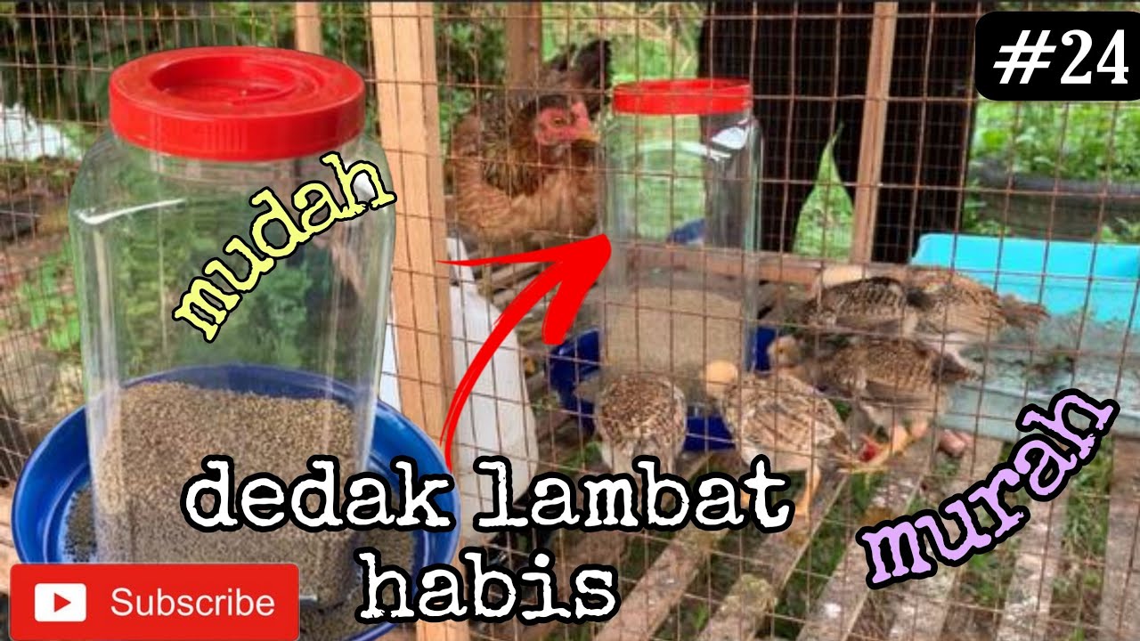 #24 cara buat bekas makanan ayam dengan kos  murah dan dedak tahan lama -DIY