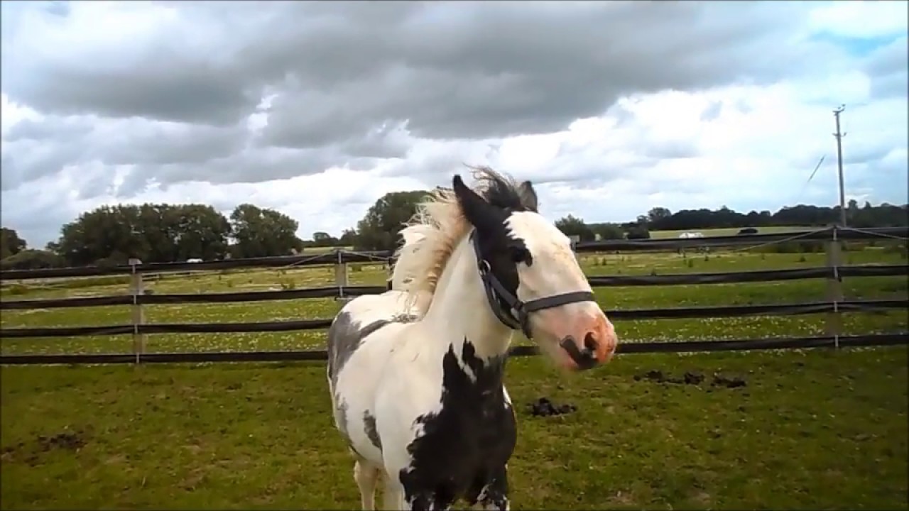 The funniest little foal!!