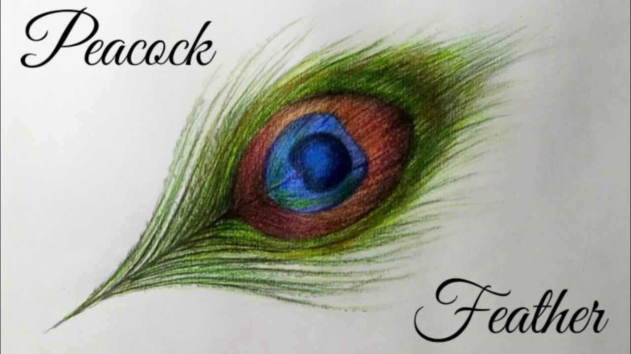 Peacock feather || Colour Pencil Drawing || Peacock Feather Drawing || Step By Step