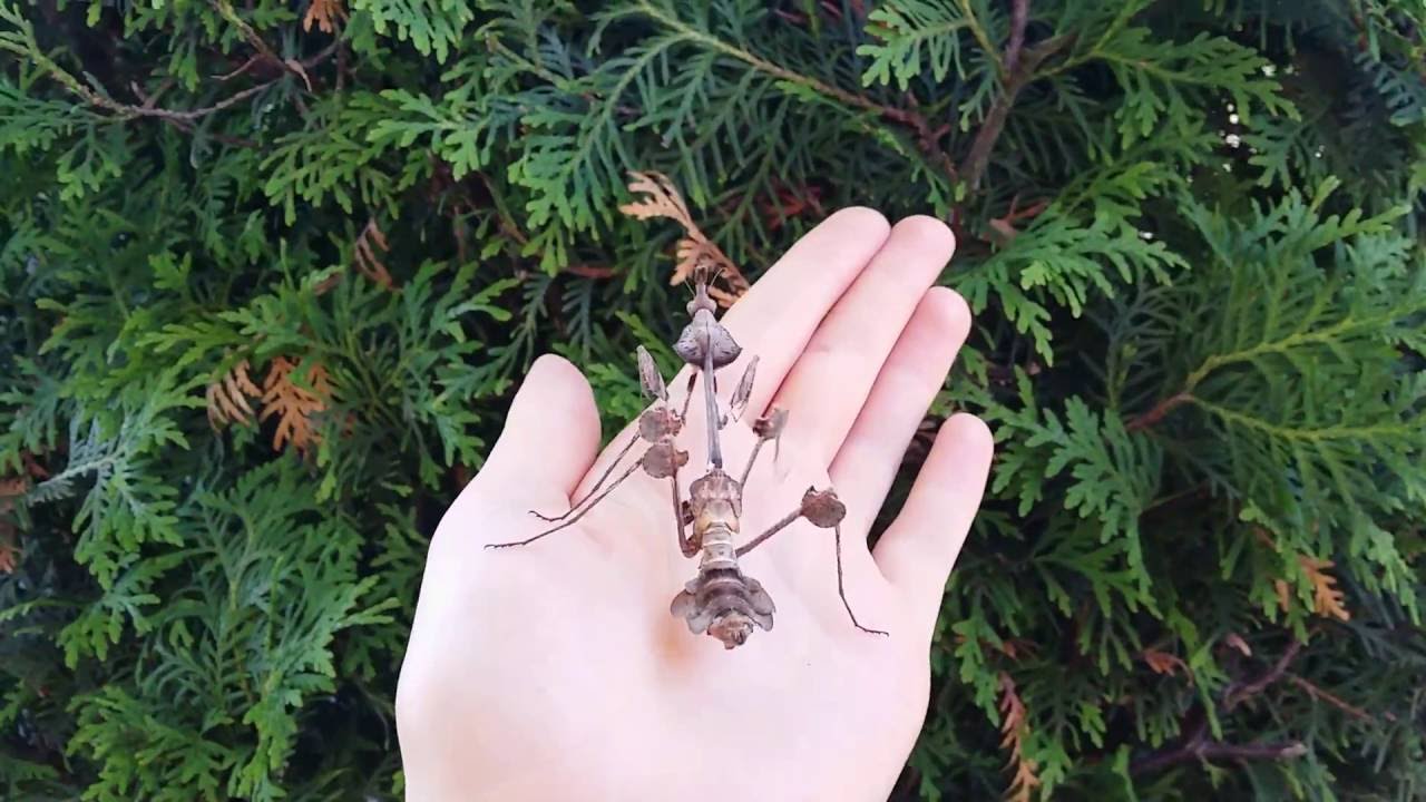 Gongylus gongylodes black (the wandering violin mantis)