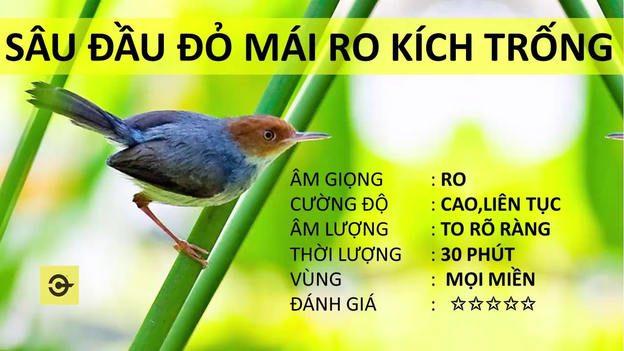 SÂU ĐẦU ĐỎ MÁI RO KÍCH TRỐNG- Giọng MỒI HAY