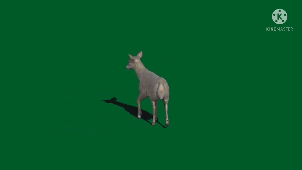 green screen deer !! green screen animal !! green screen video !!