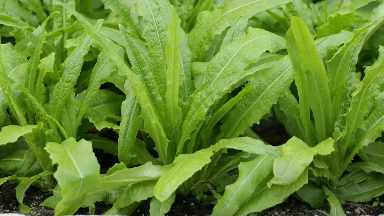 新鲜脆嫩，芳香扑鼻的油麦菜（A菜），你会种吗？