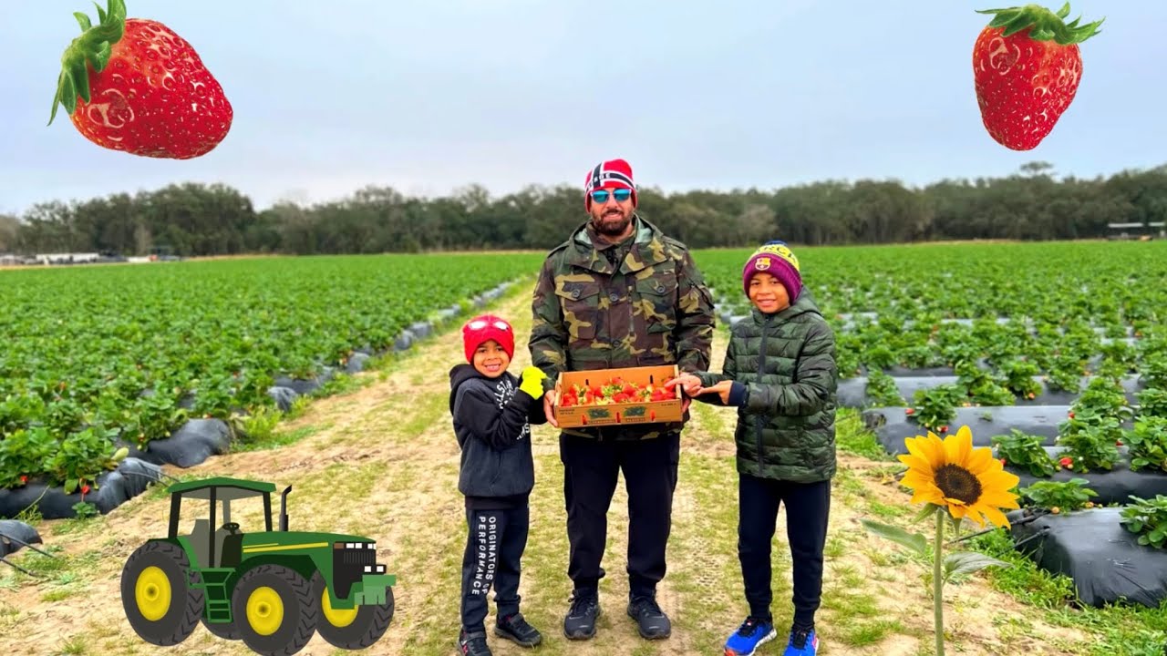 SOUTHERN HILL FARMS : Where Beauty Meets Bounty! U Pick Strawberries! Clermont, Florida.