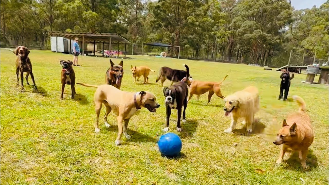 Marvellous Fri-yay Pack! 🐕🎣🏍️🎾💦🐾