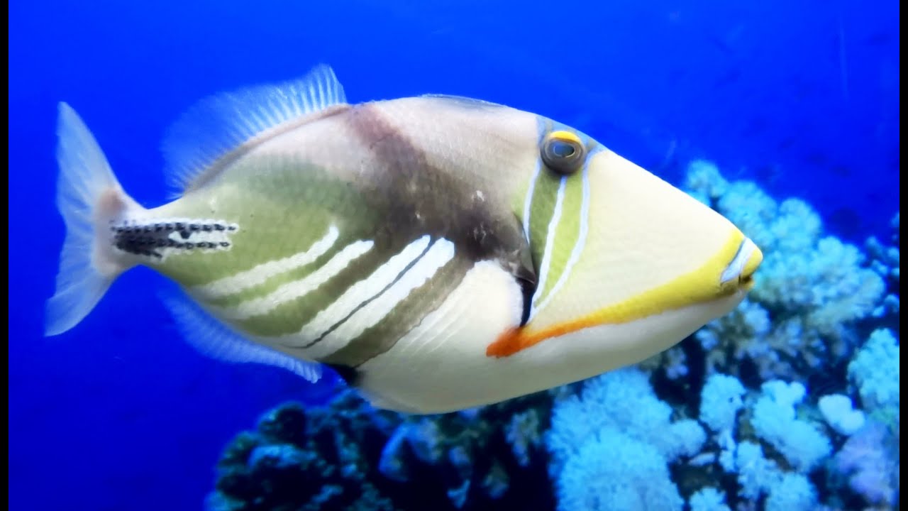 Russia St. Petersburg Oceanarium Planet Neptune.(Россия Санкт-Петербург океанариум Планета Нептун.)