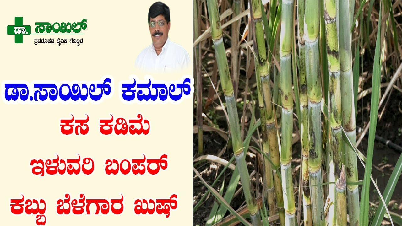 ಡಾ.ಸಾಯಿಲ್ ಬಳಕೆಯಿಂದ ಕಬ್ಬುಬೆಳೆಗಾರನಲ್ಲಿ ಸಂತಸ | Sugarcane grower feeling happy by using Dr.Soil. #Drsoil