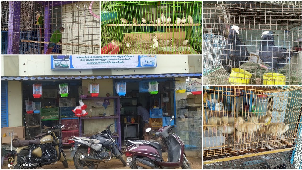 Aranthai pet shop | sha pet world