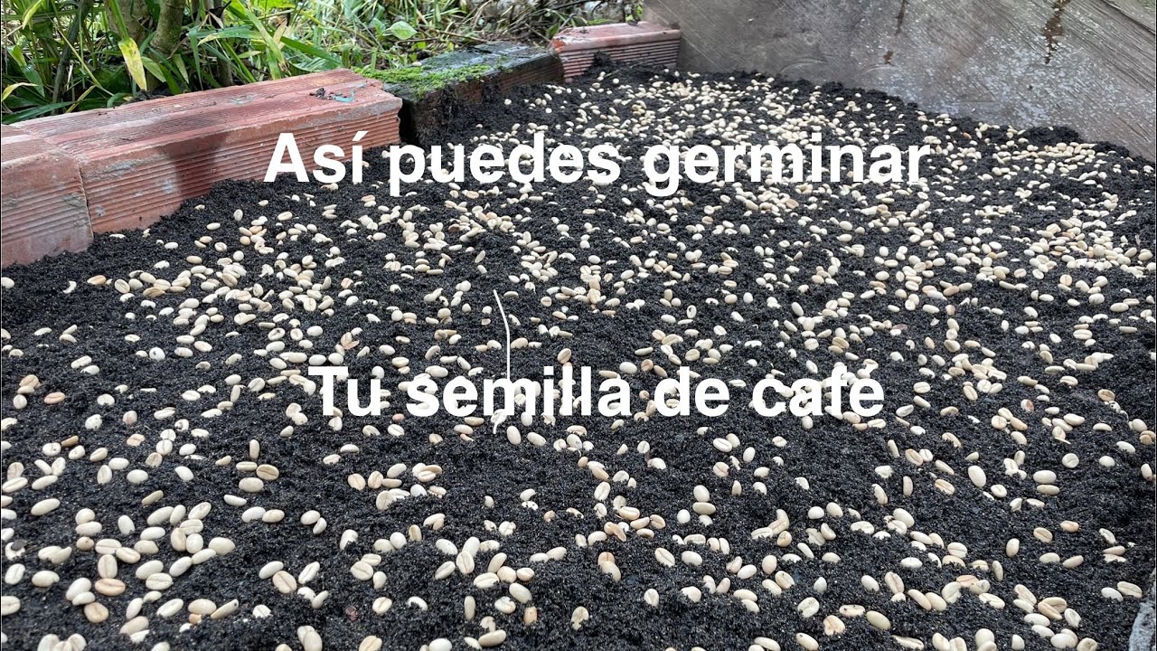 Cómo germinar café/ semillero de café en arena