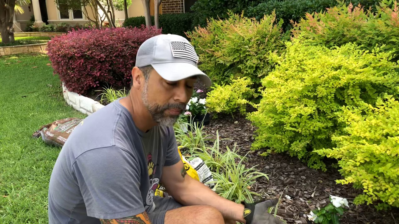 Planting Vinca Flowers: Easy Step-by-Step Guide