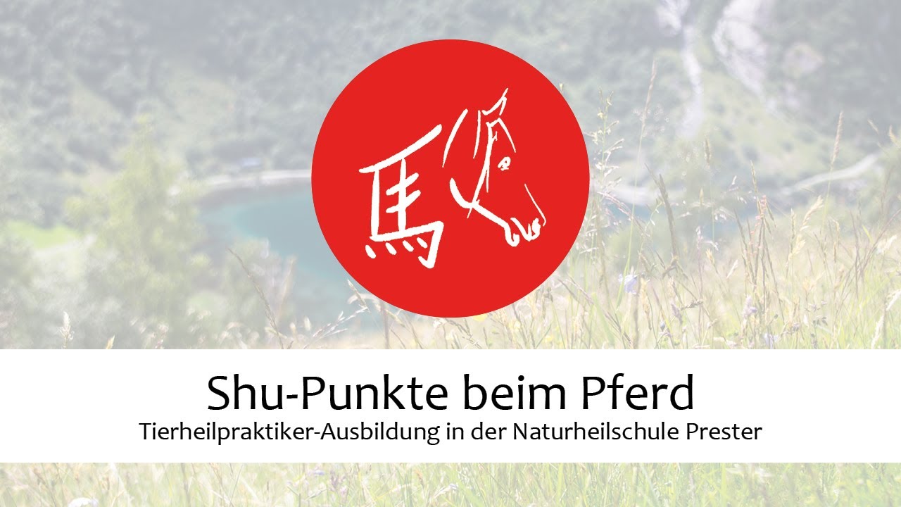 Shu-Punkte beim Pferd, Akupunktur und Ausbildung in der Tierheilpraktiker-Schule Prester