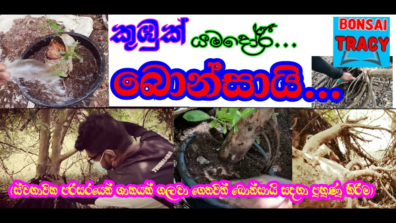 Yamadori bonsai/කුඹුක් බොන්සායි යමදෝරි/ස්වභාවික පරිසරයෙන් ශාක ගලවා ගෙනවිත් සිටවීම...