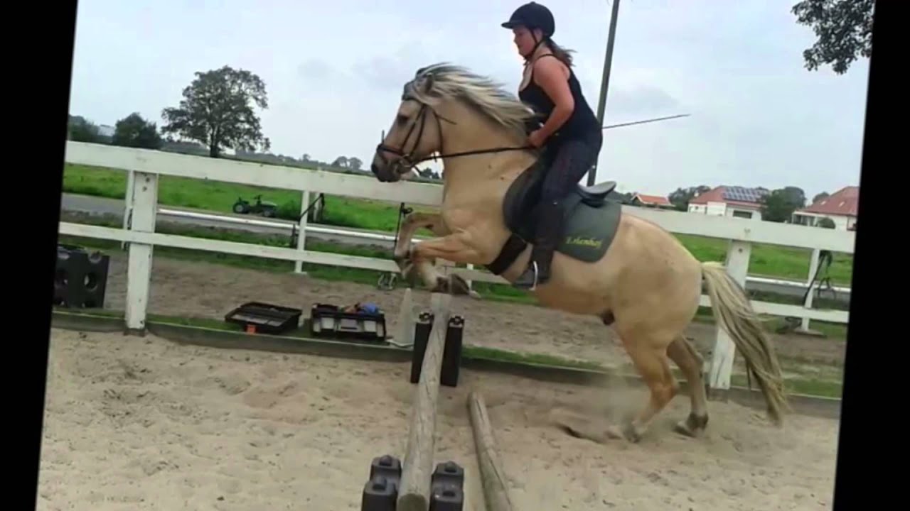 Pony- und Reiterhof Hinrichs 