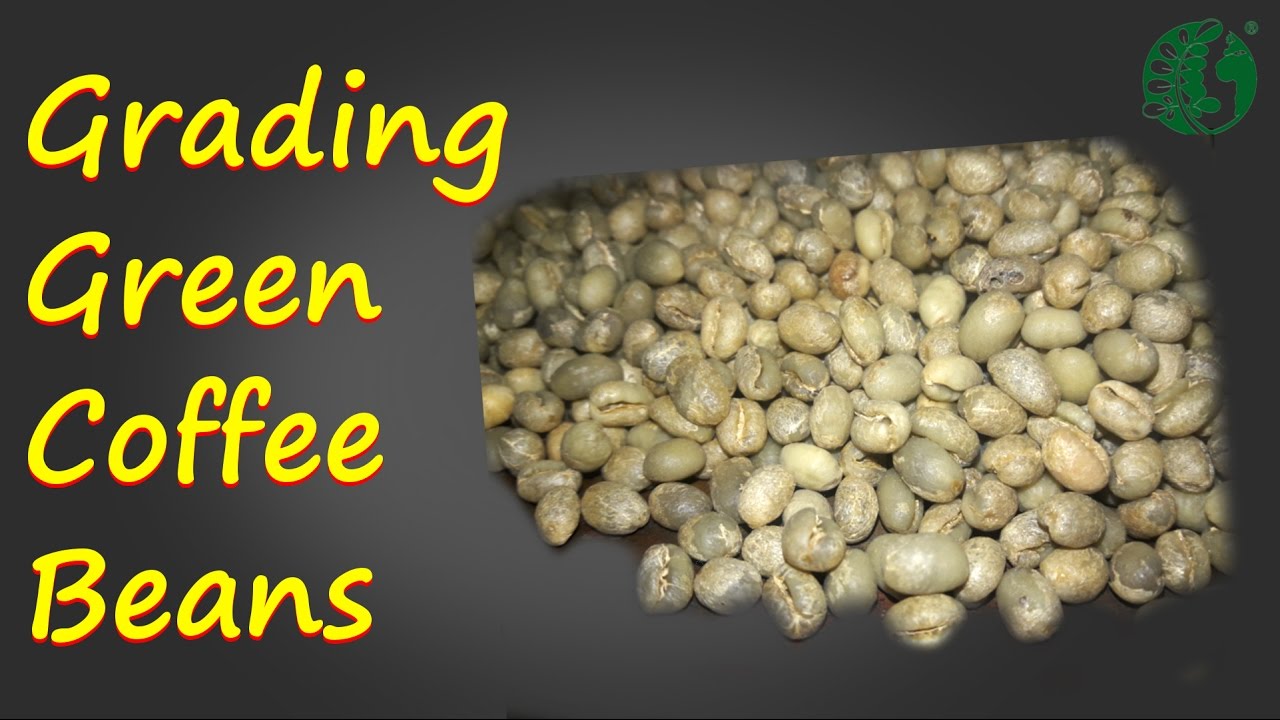 Grading Green Coffee Beans Ep1  ECHO Asia Coffee Processing Camp 2016