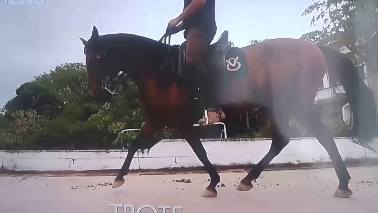 CAVALOS DE PASSO PERU - BELA REPORTAGEM E CONHECIMENTOS (GN).