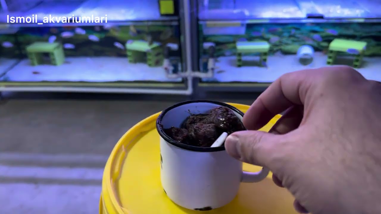 Artemiya baliqlarga juda foydali ozuqa 2-qism