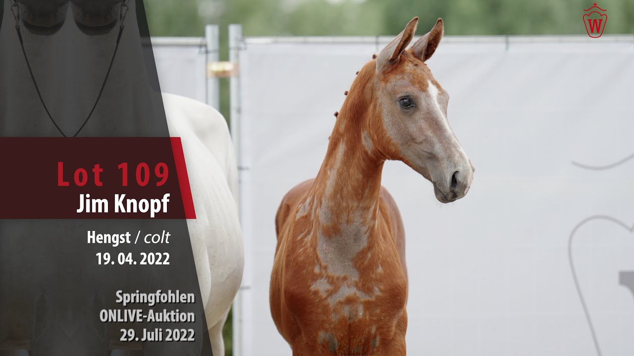 OnLive-Auktion Lot 109 Jim Knopf Hengst v. Jasper - Califax