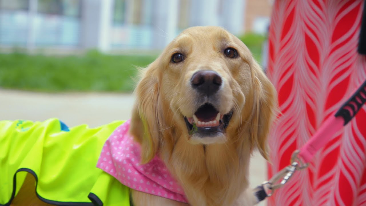Canine Respite Park Opens at Children's Hospital Colorado