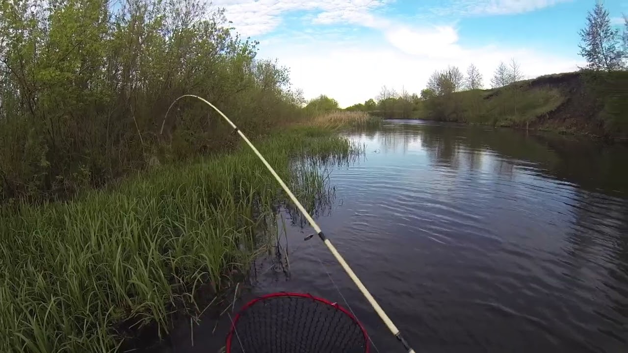 Голавлиная ОХОТА / Chub Hunting