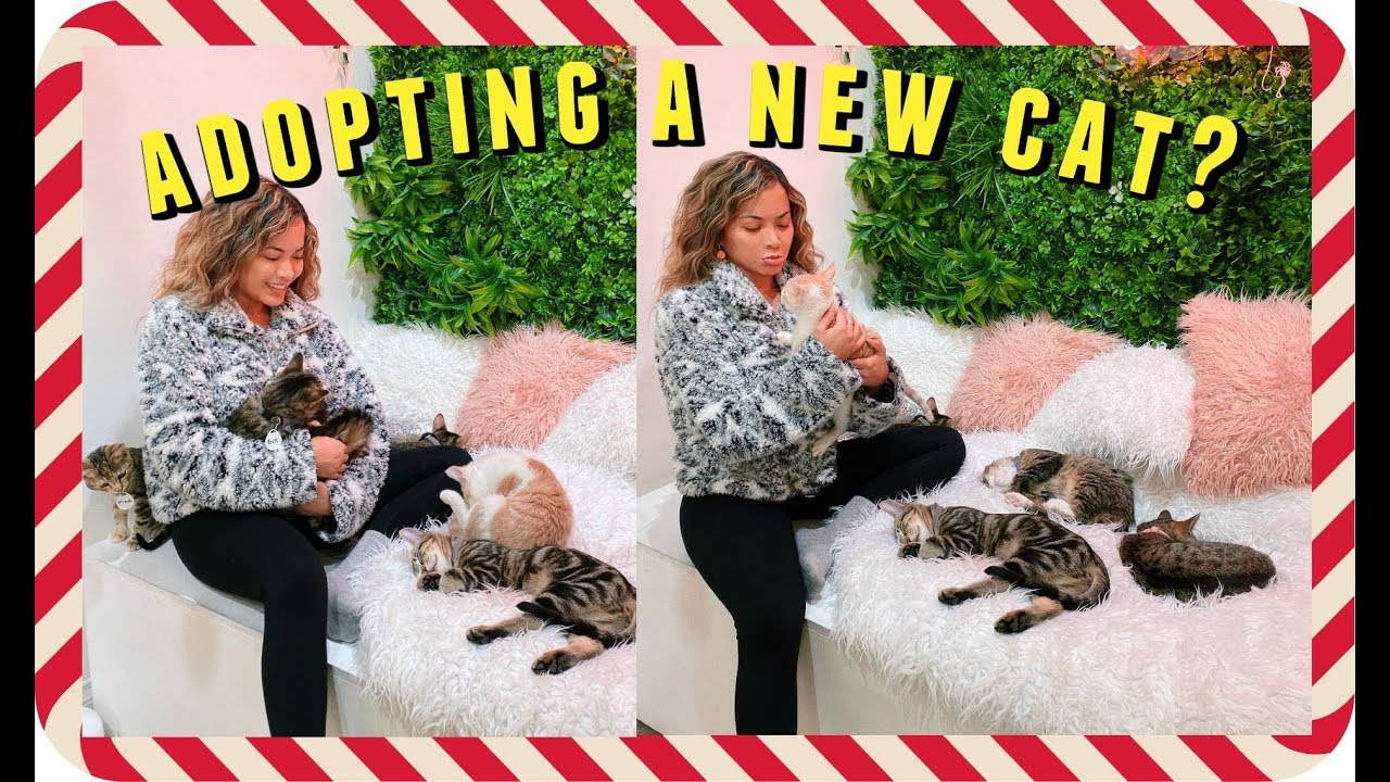 WE'RE GETTING A NEW PET? | Vlogmas Day 11