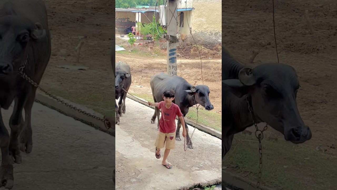 Mhari Dhani🥰 #shortvideo #villagelife #desilife #viralvideo #reels #trending #india #shorts