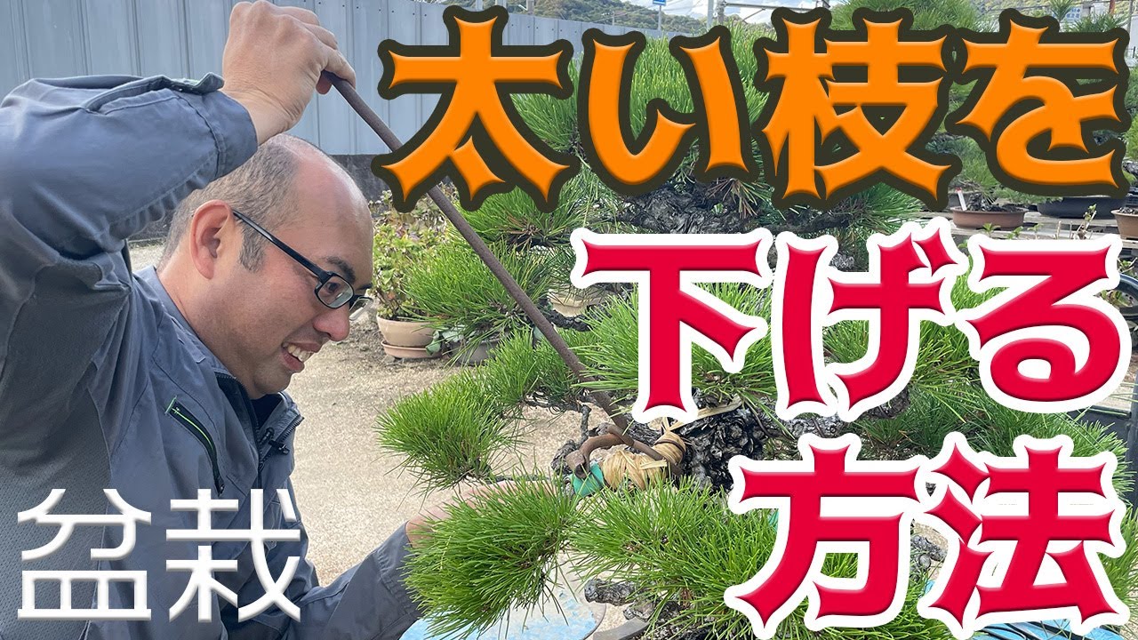 ラフィアで太い枝を下げる方法【盆栽の管理】