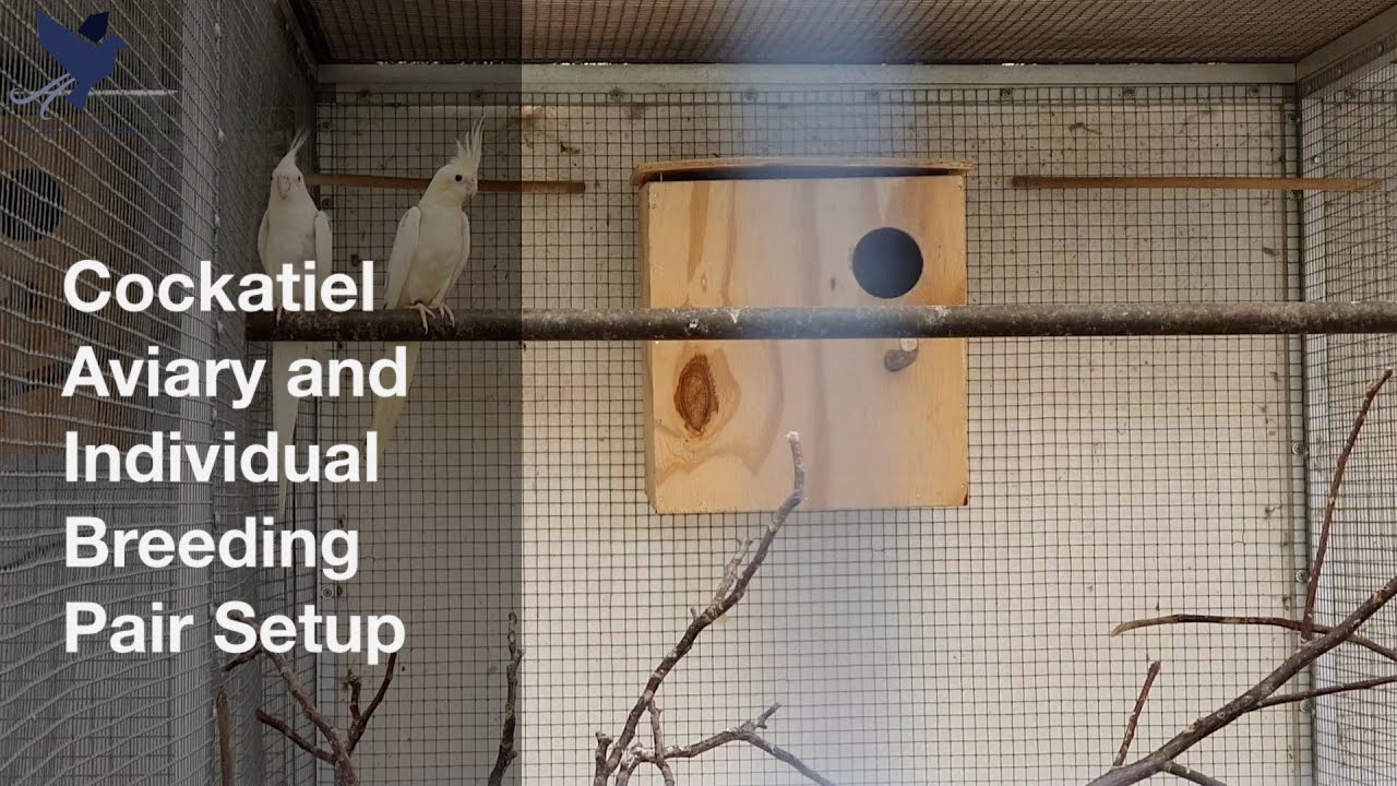 Cockatiel Breeding Setup | Cockatiel Breeding Aviary | Cockatiel Breeding Setup In my Garden