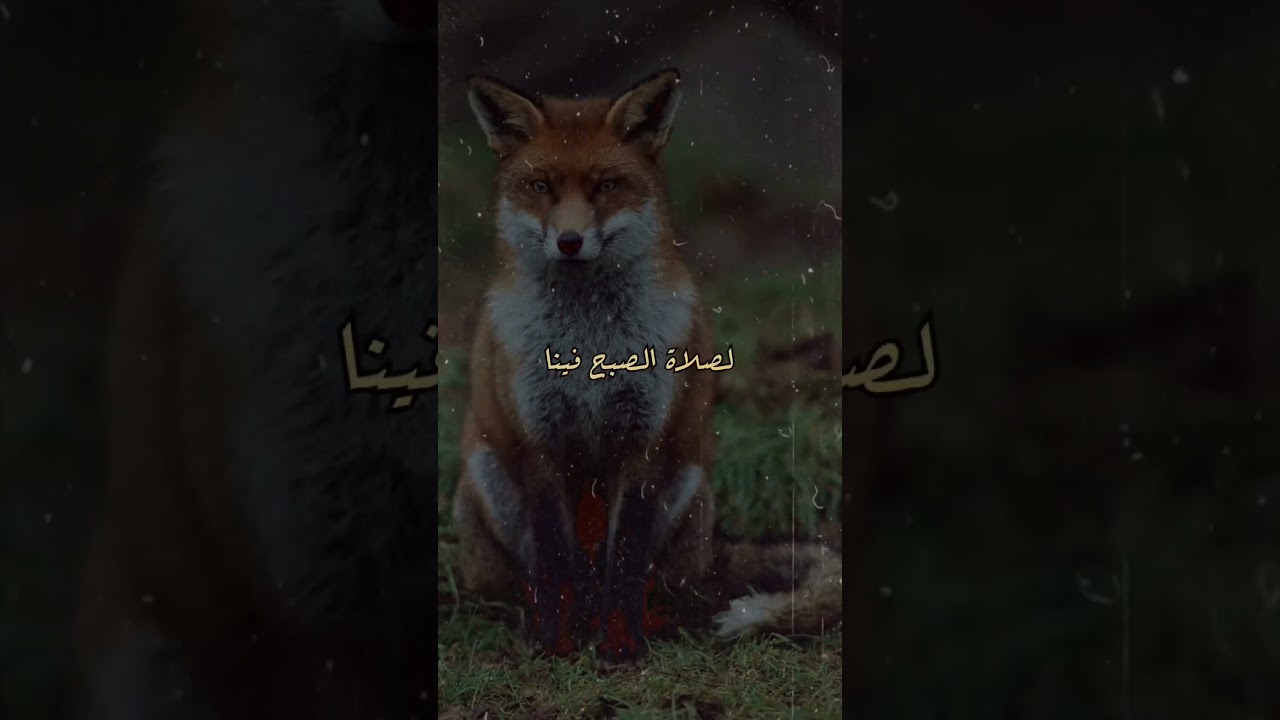 برز الثلعب يوما 🦊😏