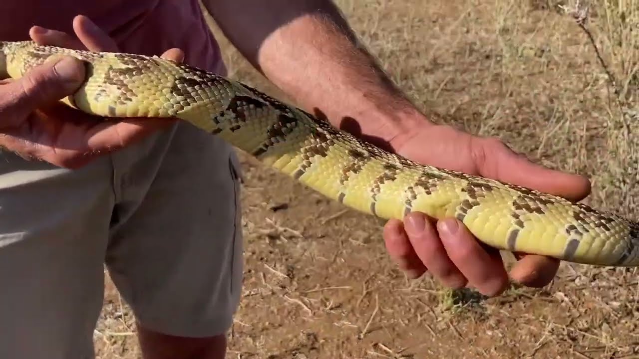 Hunting Giant Pythons and Cooking Ancient Way - Surviving in the Wild | Hadzabe Tribe Hunting