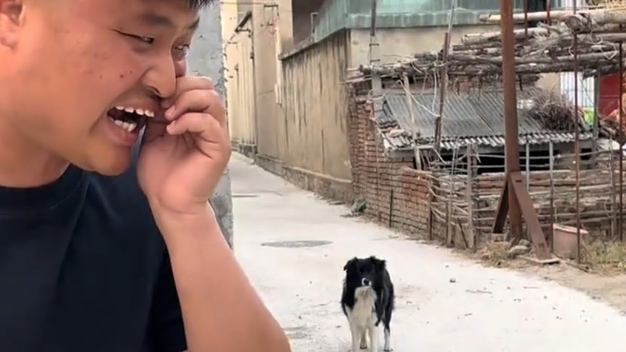 Dog Troll Episode 9 | Fake Strange Sound To Tease Dog And Unexpected Ending