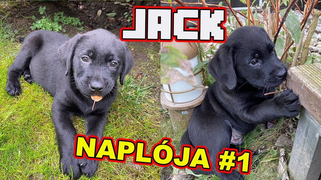 JACK NAPLÓJA 1. rész 🐶 | MIT TANULT AZ ELSŐ HÉTEN? | VLOG SOROZAT a KISKUTYÁNKRÓL !