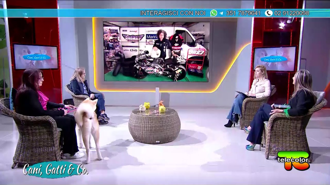 Cani, Gatti & Compagnia: Cuori in corsa, Akita Rescue Onlus 28.11.2022