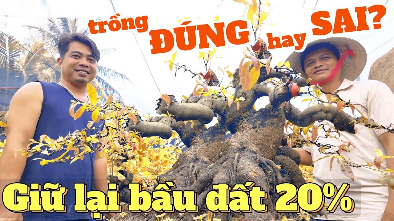 Thành Công gặp gỡ tay buôn phôi khủng mai vàng Miền Nam: chất trồng để 20% bầu đất là ĐÚNG hay SAI?