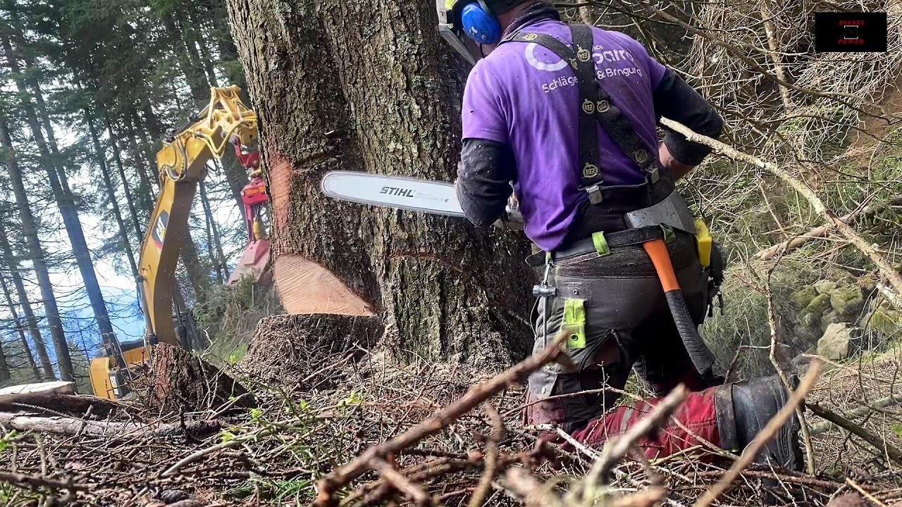 Holzfällen mit Cat 323F & Cat 323E mit Woody H61 und MS 462