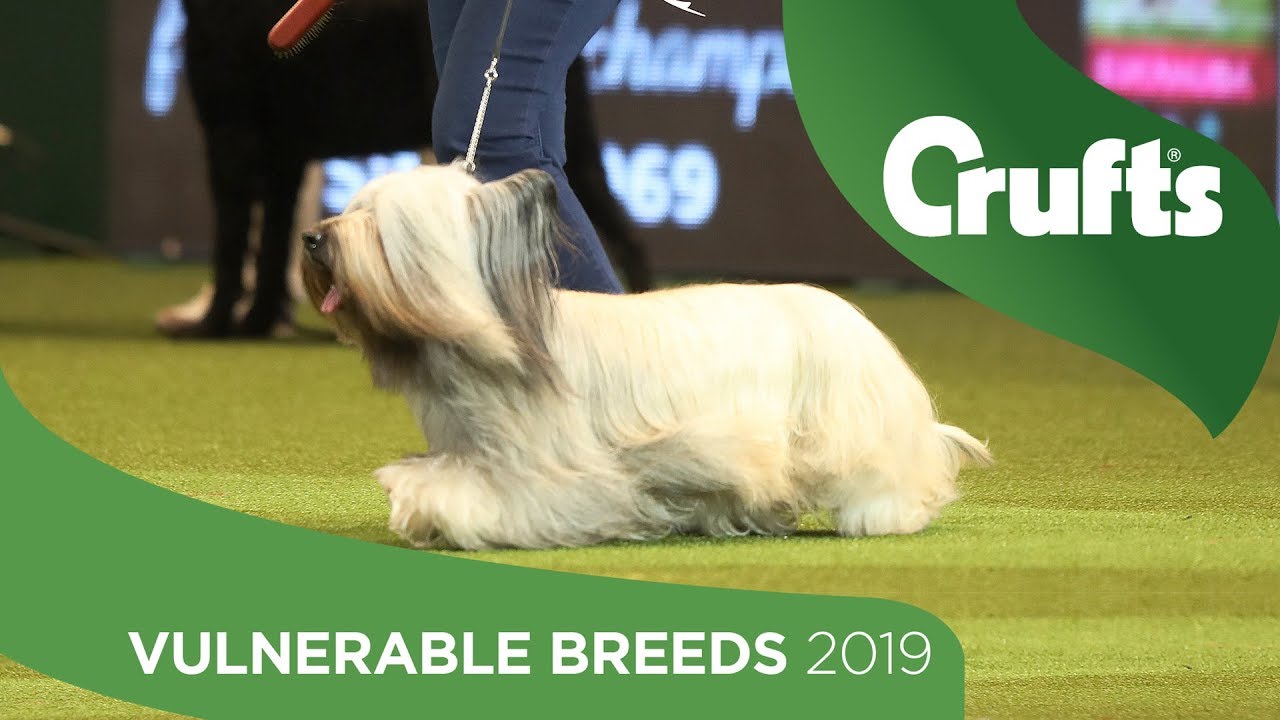 Vulnerable Breeds Competition | Crufts 2019