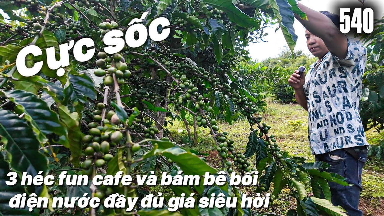 Cực sốc 3 héc fun cafe và bám bê bối điện nước đầy đủ giá siêu hời