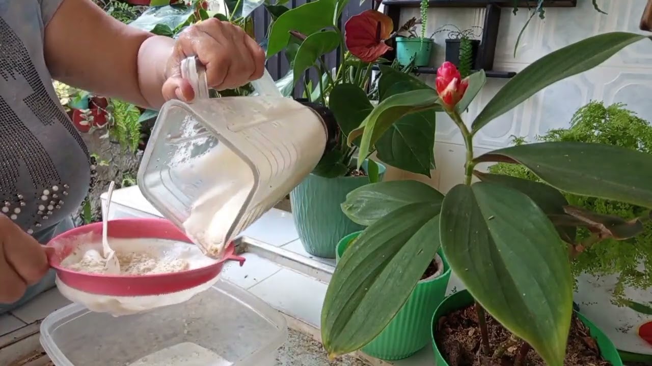 ANTURIOS Y más PLANTAS  LLENAS DE FLORES con el JUGO  de  LENTEJAS 🥘🥘