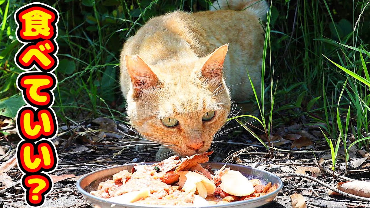 人馴れしてない猫たちにご飯をあげた結果・・・  さくらねこへの給餌