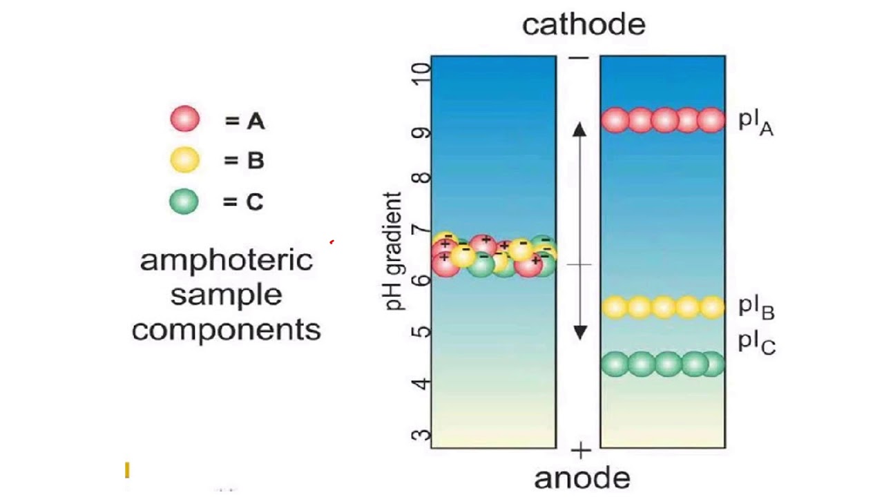 Isoelectric focusing gels II Protein Electrophoresis
