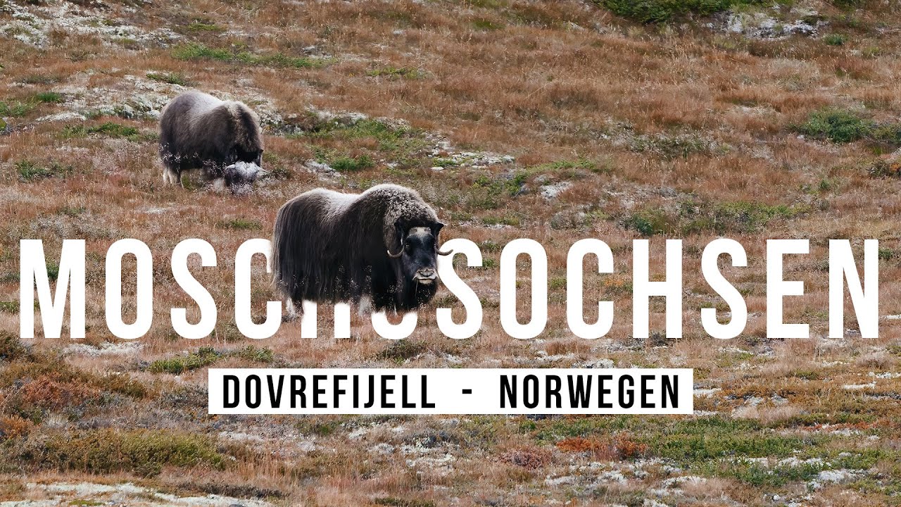 Moschusochsen fotografieren im DOVREFJELL!