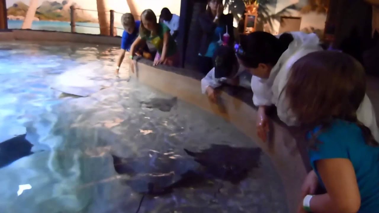 Girl Falls In Stingray Pool