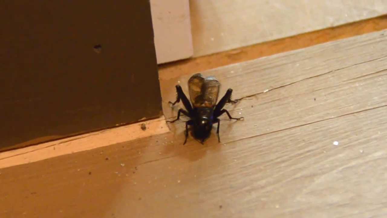How a Cricket makes noise