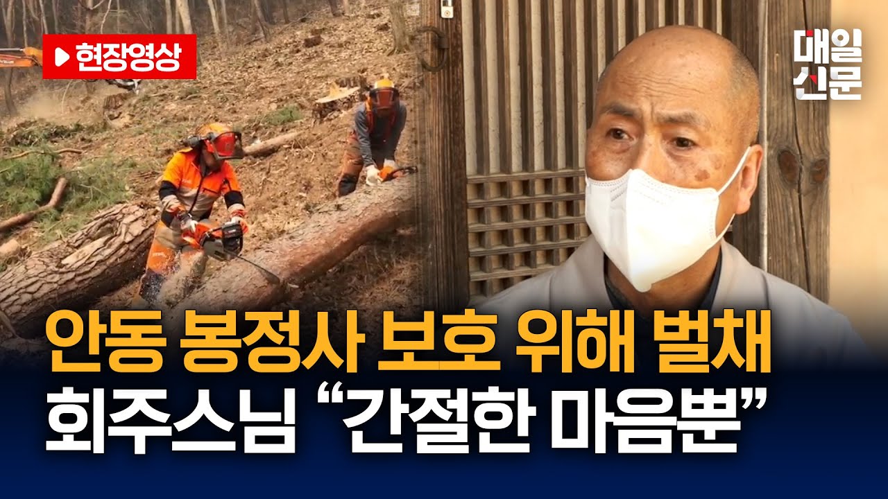 국내 가장 오래된 목조건물 '봉정사' 보호 위해 주변 긴급 벌채ㅣ봉정사 회주스님 