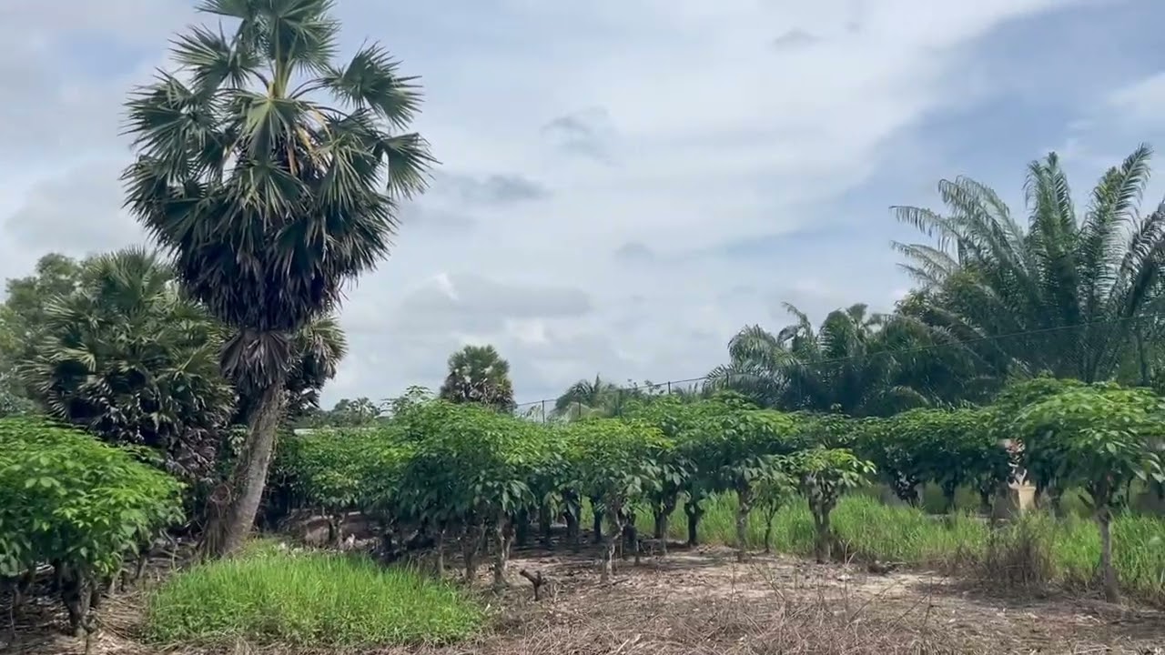 Nearly 1-rai land close to Natai Beach, with road access, electricity, and water supply
