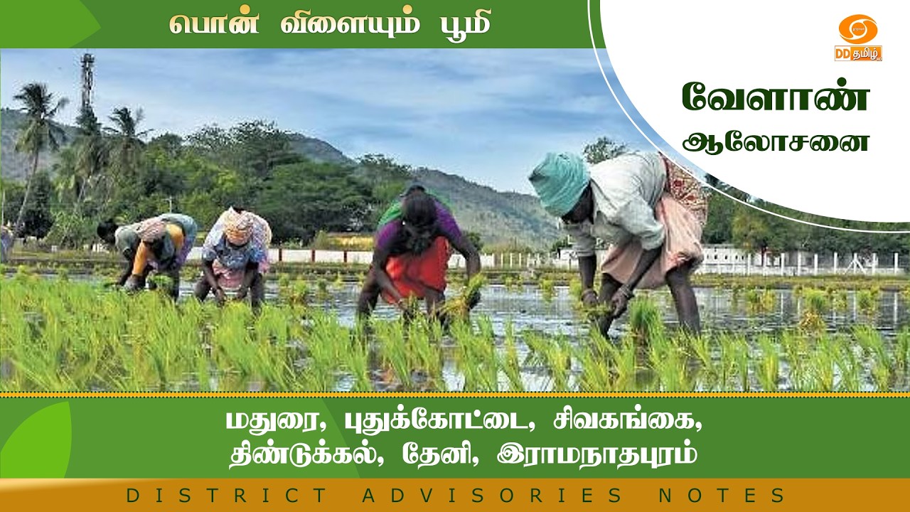 மதுரை, புதுக்கோட்டை, சிவகங்கை, திண்டுக்கல், தேனி, இராமநாதபுரம் | Agri Advisories Notes