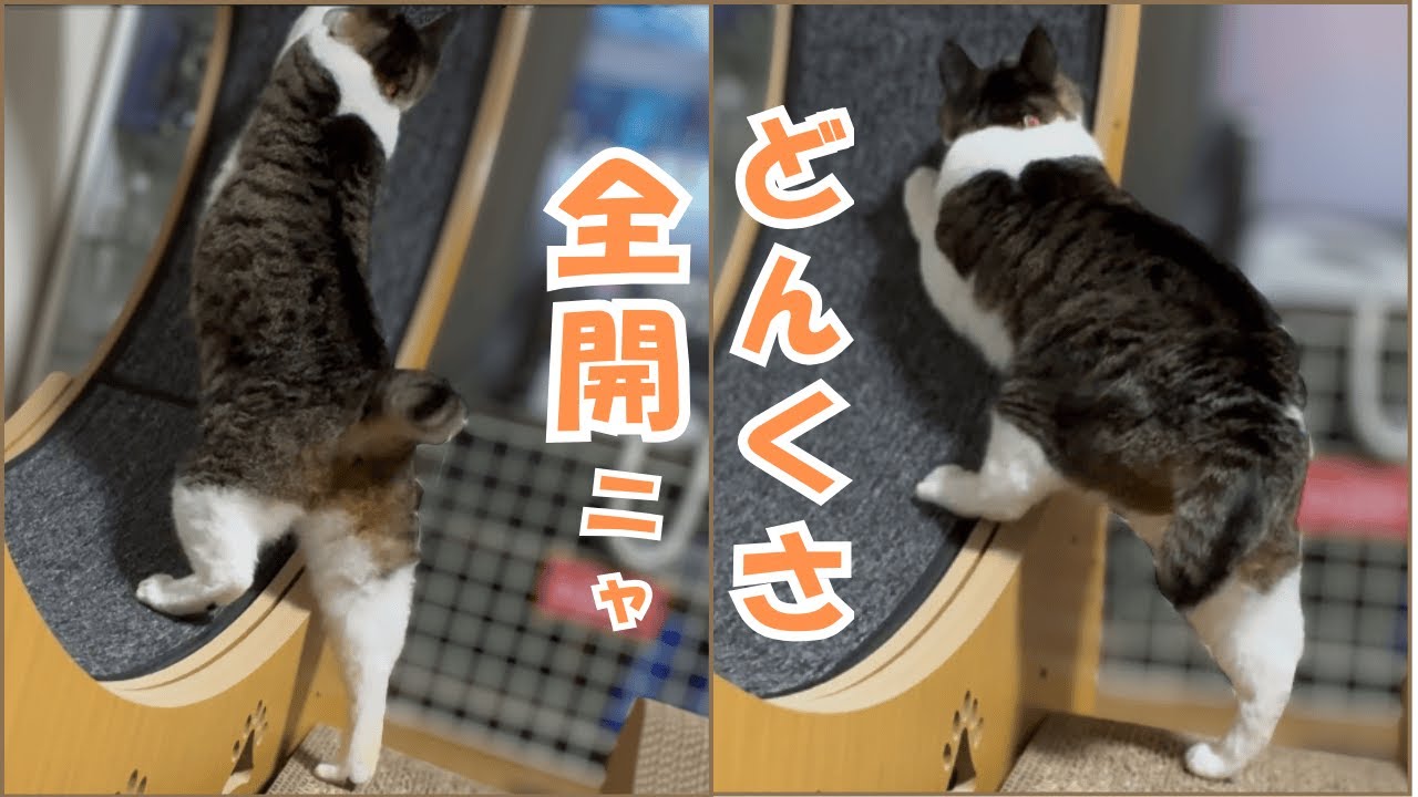 巨大キャットホイールでどんくささがバレた元野良猫はこちら